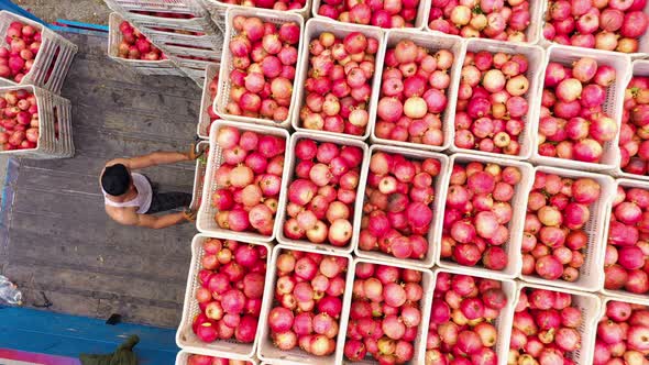 Workers Load a Truck with Freshly Picked Pomegranates alt
