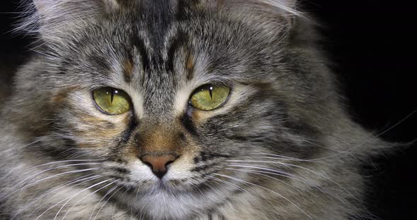Tortie Maine Coon Domestic Cat, Portrait of Female against Black Background, Normandy in France alt