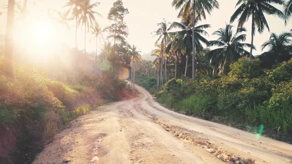 Jungle Rural Road Sunset Landscape alt