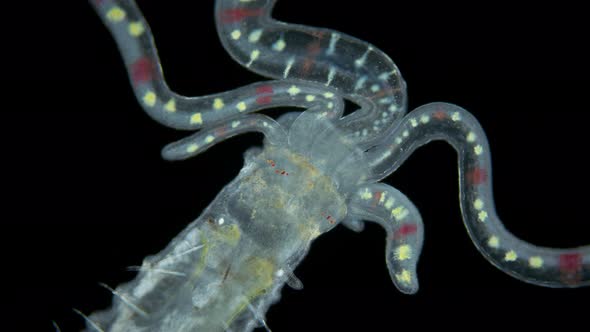 Worm Polychaeta of Family Terebellidae Under the Microscope Phylum Annelida alt