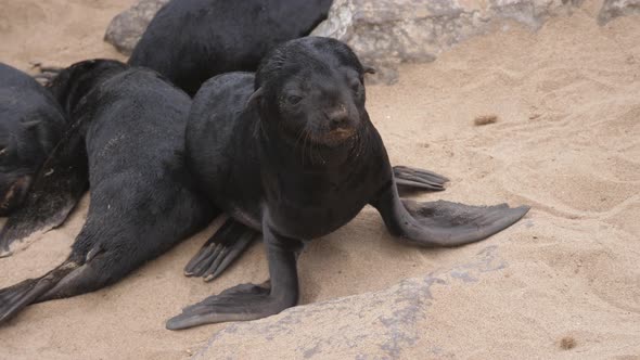 Sea lion pups on the beach of Cape Cross Seal Reserve alt