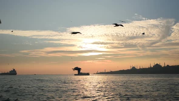 Flight Of The Seagulls with Istanbul Landscape