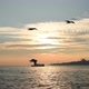 Flight Of The Seagulls with Istanbul Landscape - VideoHive Item for Sale