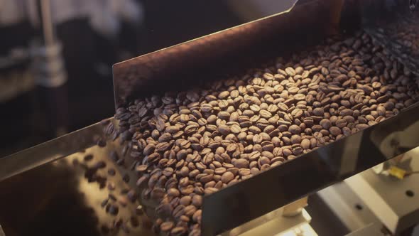 Hot Roasted Coffee Beans are Poured From Drum of Roasting Machine alt