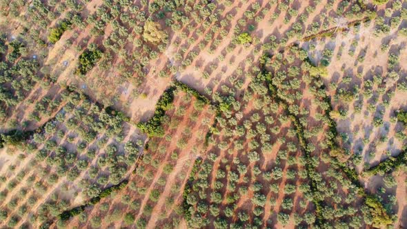 Flying a drone high above the olive groves in the highlands. Olive trees grow in arid soil.