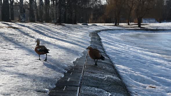 Ducks Walking Along Frozen Pond in Winter