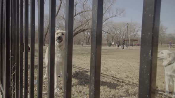 This is a shot of 2 dogs barking at a Dog Park. This is a static shot with minor slow motion to give alt
