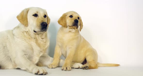Yellow Labrador Retriever, Bitch and Puppy on White Background, Normandy, Slow Motion 4K alt