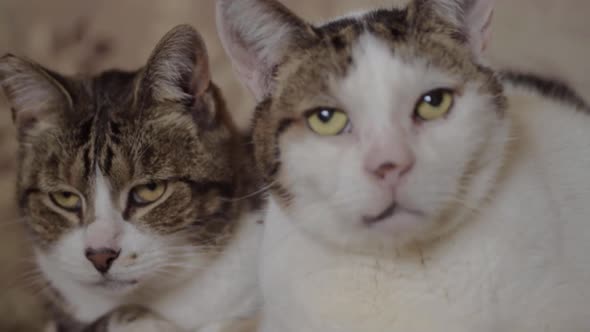 Best friends two cats look into camera alt