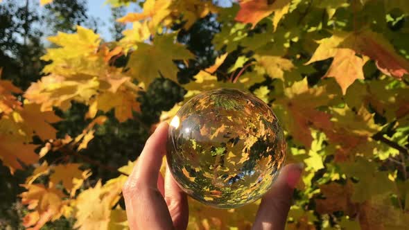 Hand holding crystal ball against yellow leaves, autumn mood scene concept