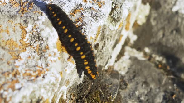 A Wound on the Knee After Falling From the Bike alt