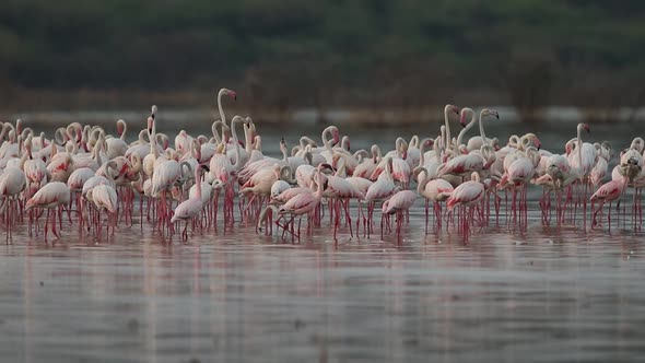 Flock of Flamingos