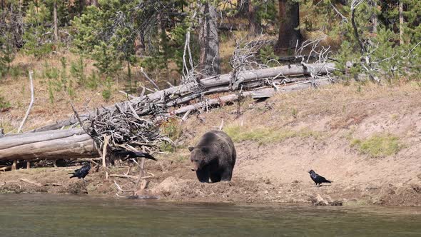 Grizzly bear standing over its bull elk kill buried in the dirt along the river alt