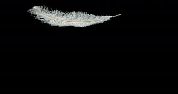 White Feather Falling against Black Background, Normandy, Slow Motion 4K alt