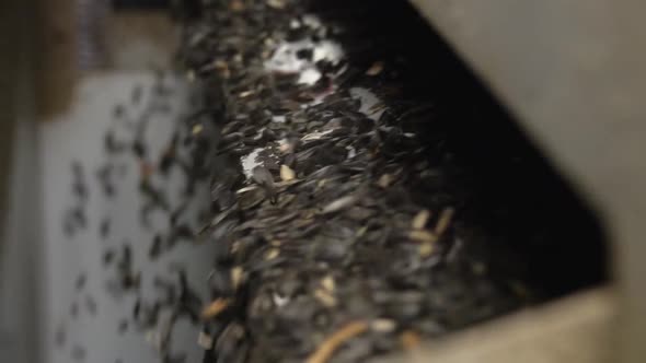 The Conveyor Supplies Black Unpeeled Sunflower Seeds for Cleaning and Roasting alt