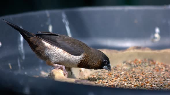 Beautiful Gray Bird Eating Seeds From the Bowl on a Sunny Day alt