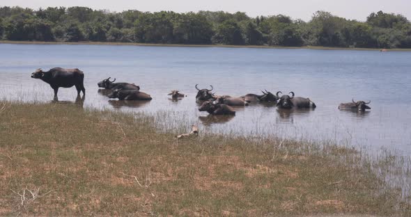 A Herd of Buffaloes Fleeing Safe From the Sun Heat in the Water. Udawalawe National Park of Sri