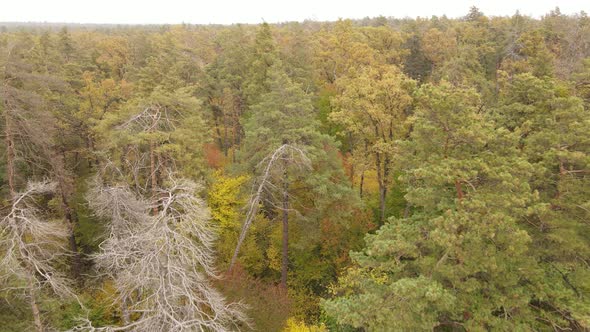Trees in the Forest on an Autumn Day alt