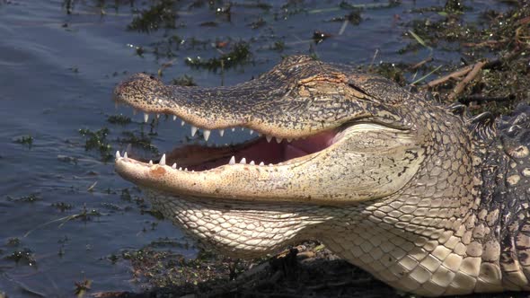 American alligator basking , close up
