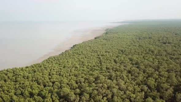 Aerial view mangrove trees near coastal alt