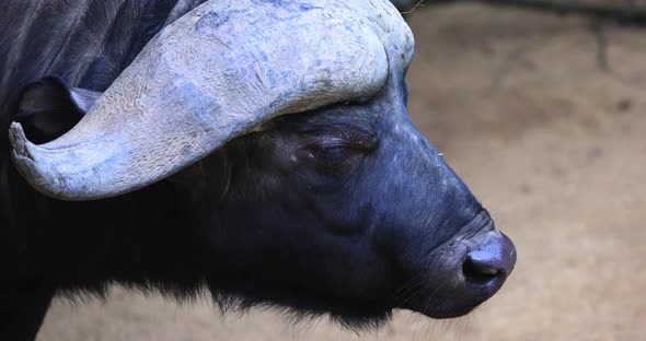 Close Up of an African Buffalo Syncerus Caffer or Cape Buffalo Eating in the Savannah of South alt