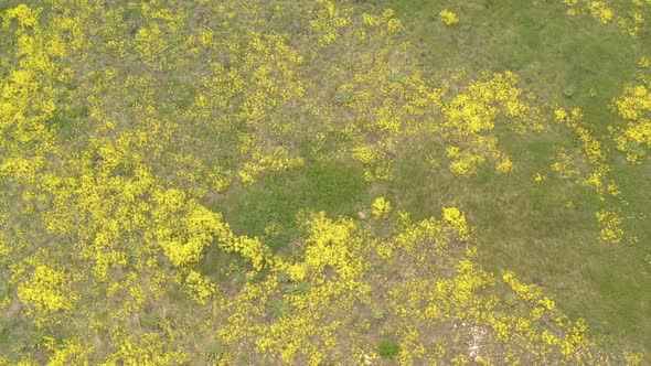Yellow evergreen perennial flower Alyssum Aurinia saxatilis 4K aerial footage