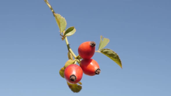 Slow motion of red Rosa canina against blue sky 1080p FullHD tilting footage - Rose hips on the wind alt