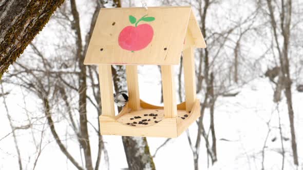 Bird Feeder in the Park alt