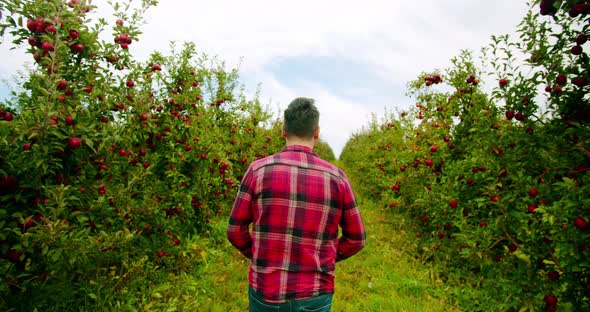 The Farmer Walks in the Middle of the Apple Orchard with Fresh and Ripe Apples alt