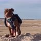 red nose pitbull dog is wearing a backpack during hiking - VideoHive Item for Sale