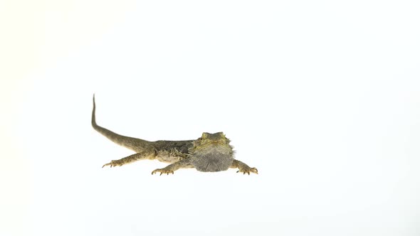 Lizards Bearded Agama or Pogona Vitticeps Isolated at White Background in Studio alt