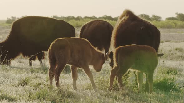 Family of bison on a prairie at sunset alt