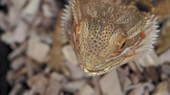 Agama or Dragon Lizards. Close Up Portrait of Lizard. Slow Motion. alt