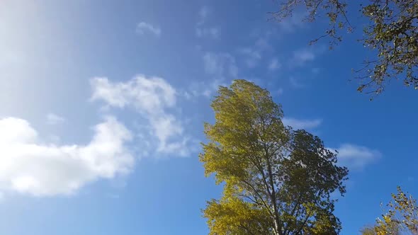 A large swaying tree being blown around in the wind.  White clouds drift by in blue skies. alt