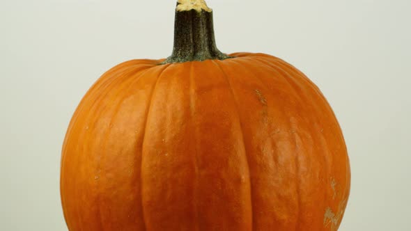 Halloween pumpkin with on a white background rotates 360. Close-up of an orange pumpkin.