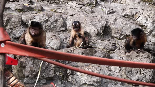 Family of Capuchin monkeys resting between rocks and eating during sunlight,close up alt