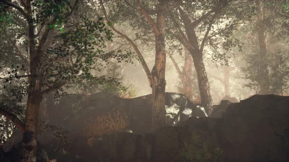 Summer Forest with Deep Fog alt