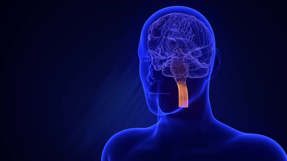 Visualization of parts of the brain alt