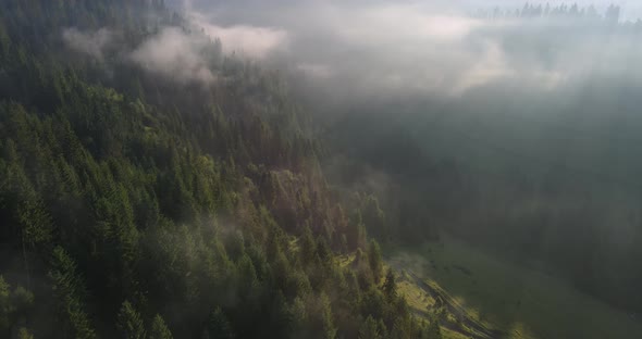 The Fog Is Thickening In The Carpathian Forest