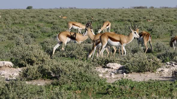 Springbok Antelope Herd - Etosha National Park alt