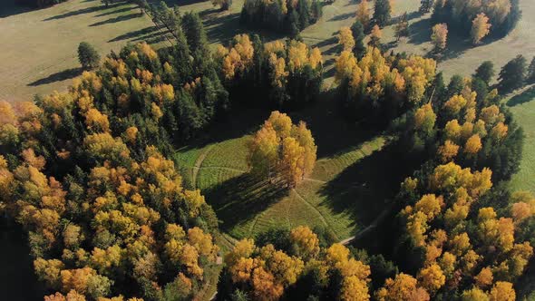 Beautiful Flight Around an Autumn Yellow Birch Grove in a Country Park on a Sunny Day alt