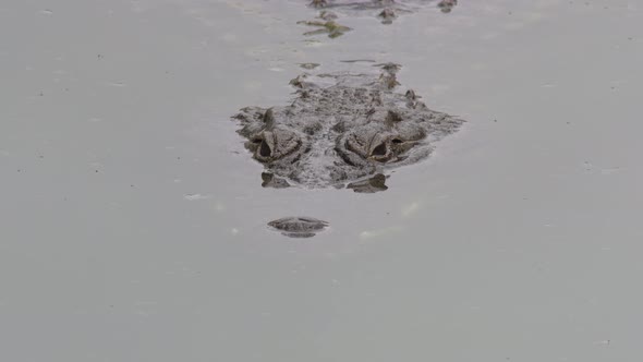Crocodile Half Submerged in a River alt