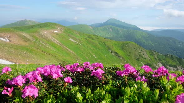 Pink Rhododendron Flowers in Mountains