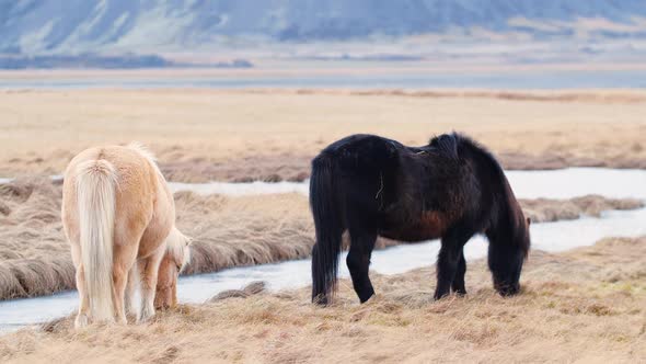 Icelandic Horse Posing in a Field Surrounded By Scenic Nature of Iceland alt