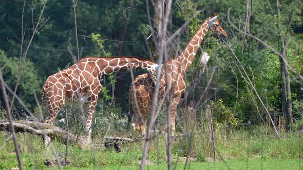 Giraffe In A Forest alt