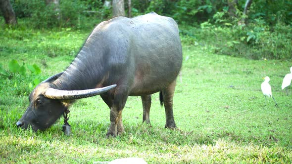 Buffalo with White Bird in the Green Field alt