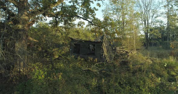 Abandoned Old Wooden Cottage Farm House Under Oak Tree Drone Shot
