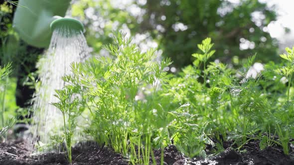 Young Woman Watering Vegetable Garden From Watering Can alt