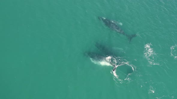 Aerial view of humpback whales. alt