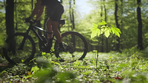 A Cyclist is Passing Along a Forest Path alt